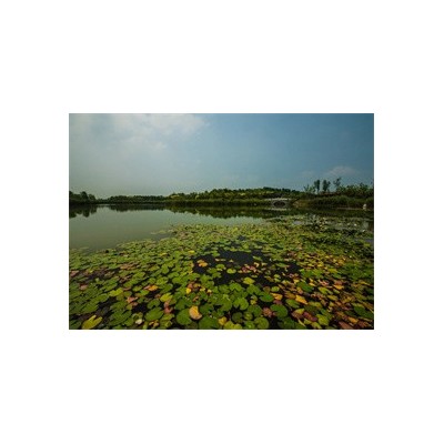 淄博马踏湖图3
