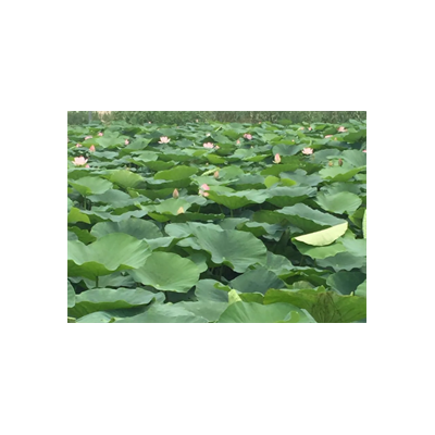 淄博马踏湖图5