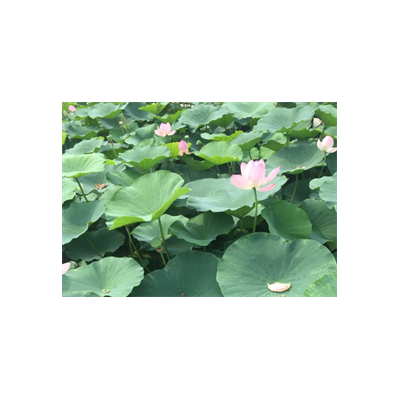 淄博马踏湖图4