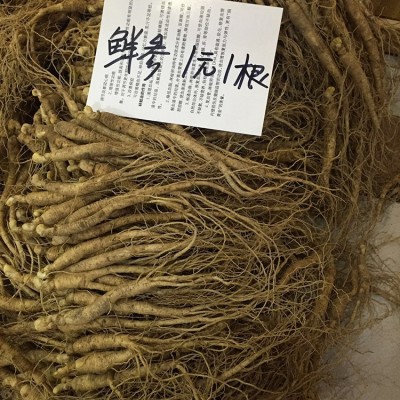 长白山鲜参1元参大货新鲜人参图2