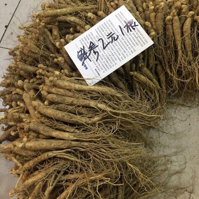 长白山鲜参1元参大货新鲜人参图3
