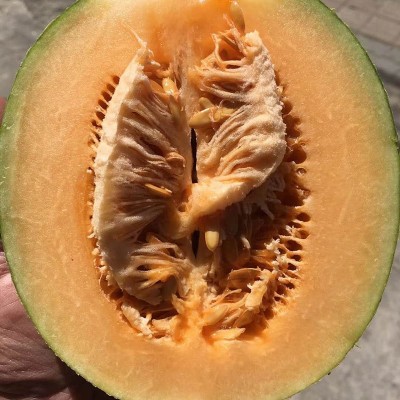 包邮款新疆西州密哈密瓜 新鲜哈密瓜网纹瓜沙漠蜜瓜 哈密瓜批发 2箱起批图4