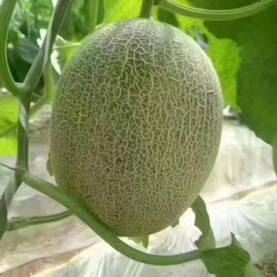 包邮款新疆西州密哈密瓜 新鲜哈密瓜网纹瓜沙漠蜜瓜 哈密瓜批发 2箱起批图2