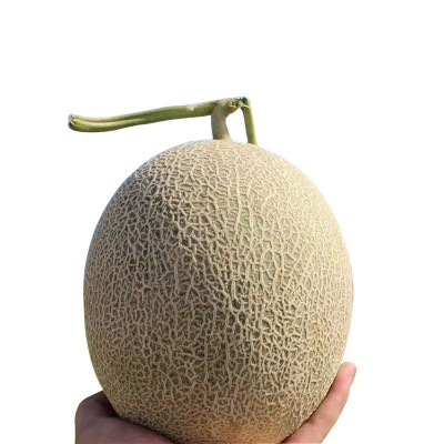 包邮款新疆西州密哈密瓜 新鲜哈密瓜网纹瓜沙漠蜜瓜 哈密瓜批发 2箱起批图3