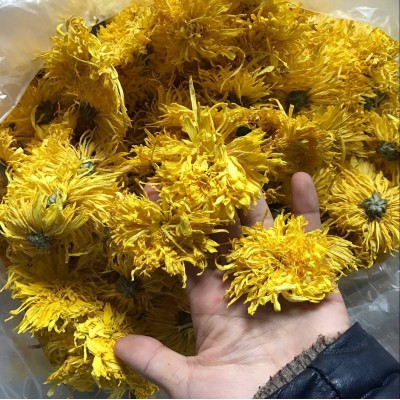 金丝皇菊黄菊菊花茶一朵一杯散花大量批发常年供应各种规格2件起批图3