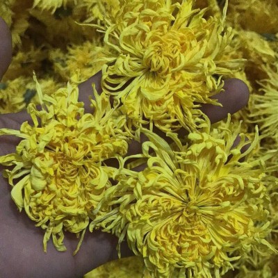 金丝皇菊黄菊菊花茶一朵一杯散花大量批发常年供应各种规格2件起批图2