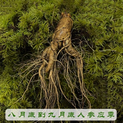 长白山人参净重500g（3-20支） 泡酒煲汤产地批发 鲜人参图2