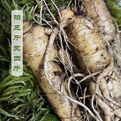 长白山人参净重500g（3-20支） 泡酒煲汤产地批发 鲜人参图3