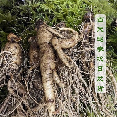 长白山人参净重500g（3-20支） 泡酒煲汤产地批发 鲜人参图4
