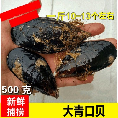 连云港鲜活贝类销售海虹贻贝大青口贝 水产品批发海鲜 10斤起批图3