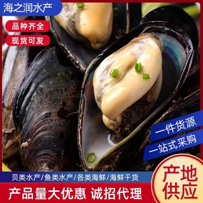 连云港鲜活贝类销售海虹贻贝大青口贝 水产品批发海鲜 10斤起批图2