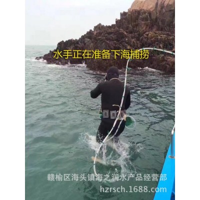 连云港鲜活贝类销售海虹贻贝大青口贝 水产品批发海鲜 10斤起批图5