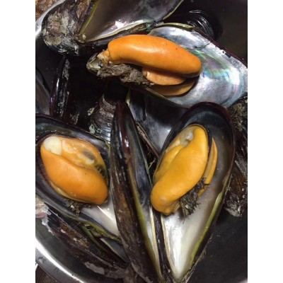连云港鲜活贝类销售海虹贻贝大青口贝 水产品批发海鲜 10斤起批图4