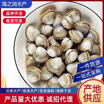 连云港海产品 批发海鲜白蛤蛤蜊白蛤蜊产地供应 10斤起批图4