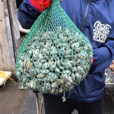 供应连云港本地蛤蜊 鲜活花甲红岛大花蛤干净无沙花贝类  10斤起批图3