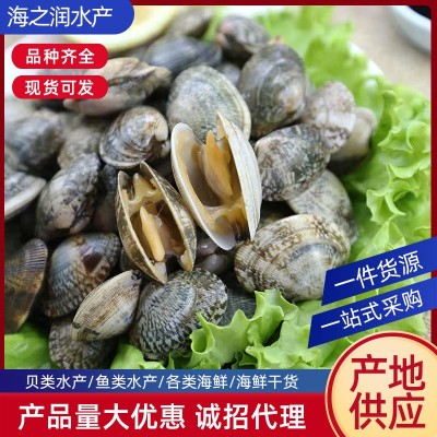 连云港花蛤贝类水产批发 海鲜花甲鲜活花蛤无沙冰鲜海产品大连 10斤起批图2