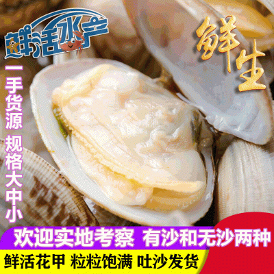 连云港花蛤贝类水产批发 海鲜花甲鲜活花蛤无沙冰鲜海产品大连 10斤起批图3