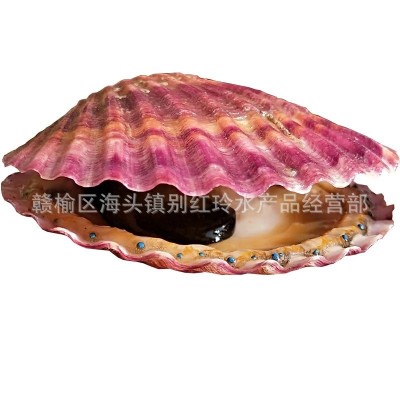 全国供应鲜活海贝 连云港海鲜水产批发小红贝 港湾 扇贝贝类2斤起批图5