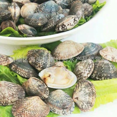新鲜花甲无沙花甲鲜活花蛤无沙 连云港无沙花甲当天发货 鲜活花蛤 20斤起批图3