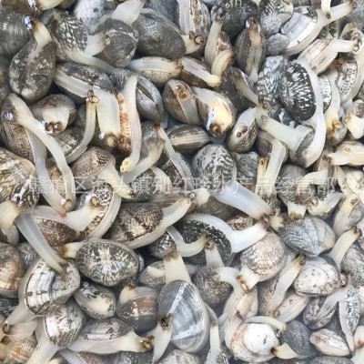 无沙花甲鲜活花甲冰甲连云港蛤蜊花蛤批发酒店食材海鲜水产批发  10斤起批图3