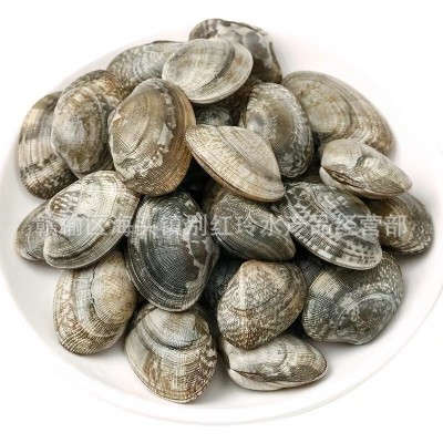无沙花甲鲜活花甲冰甲连云港蛤蜊花蛤批发酒店食材海鲜水产批发  10斤起批图5
