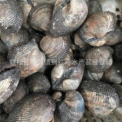 批发海鲜鲜活魁蚶 鲜活大赤贝 生吃刺身 新鲜大毛蛤供应批发  5斤起批图2