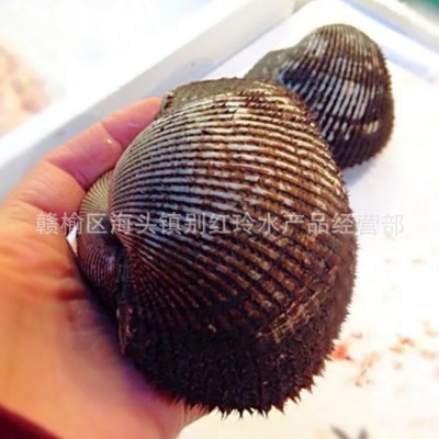 批发海鲜鲜活魁蚶 鲜活大赤贝 生吃刺身 新鲜大毛蛤供应批发  5斤起批图4