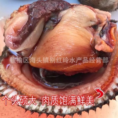 批发海鲜鲜活魁蚶 鲜活大赤贝 生吃刺身 新鲜大毛蛤供应批发  5斤起批图3