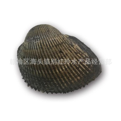 批发海鲜鲜活魁蚶 鲜活大赤贝 生吃刺身 新鲜大毛蛤供应批发  5斤起批图5