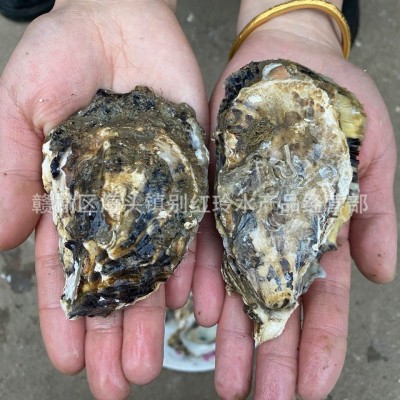 乳山大牡蛎鲜活生蚝新鲜海蛎子即食牡蛎肉海鲜水产现捞现发10斤装  10斤起批图3