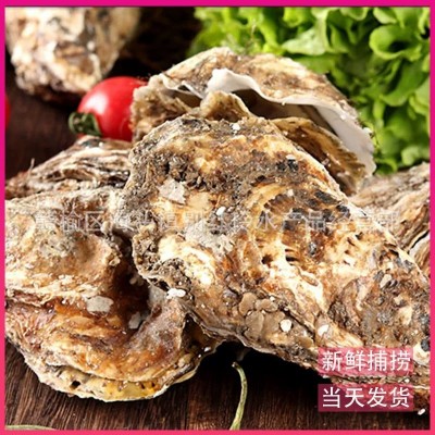 乳山大牡蛎鲜活生蚝新鲜海蛎子即食牡蛎肉海鲜水产现捞现发10斤装  10斤起批图4