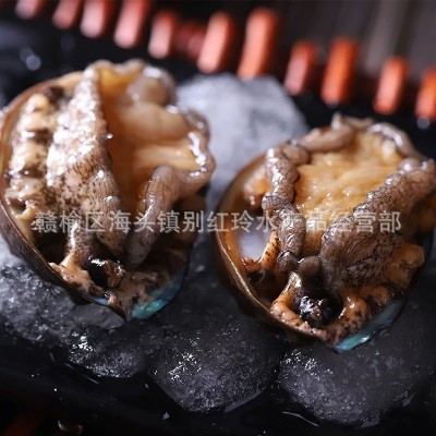 厂家直销新鲜鲍鱼海鲜水产小鲍鱼仔鲍鱼50只包邮 只包新鲜不包活 50个起批图4