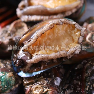 厂家直销新鲜鲍鱼海鲜水产小鲍鱼仔鲍鱼50只包邮 只包新鲜不包活 50个起批图2
