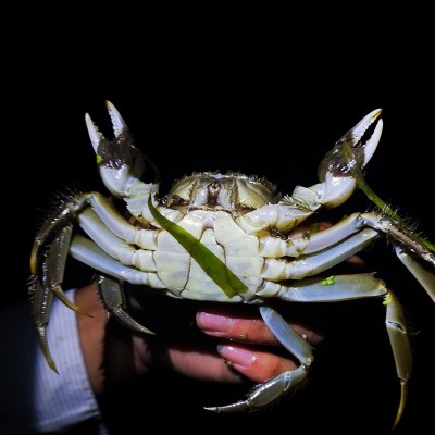 【一斤装1.3-1.6两】鲜活大闸蟹现货螃蟹河蟹六月黄河蟹 批发公母 2份起批图4