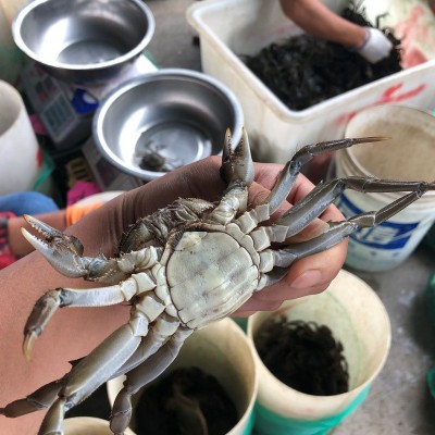 【一斤装0.7-0.9两】鲜活大闸蟹现货螃蟹河蟹六月黄河蟹 批发代发 2份起批图4