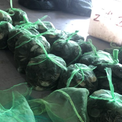 大闸蟹螃蟹现货现补六月黄兴化河蟹批发鲜活提货送礼卡供阳澄湖镇 2份起批图4