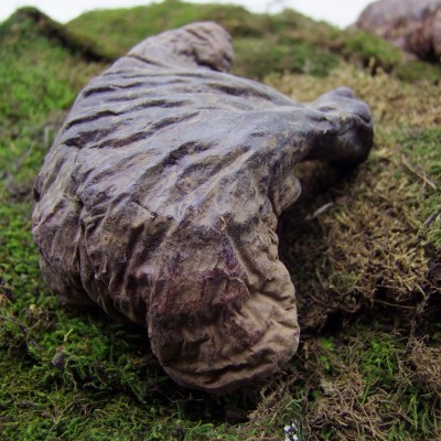 供应林下灵芝半野生基地直供 长白山灵芝批发产地原品赤芝 5斤起批图5