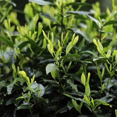 源头厂家祁门红茶 批发散装高山浓香茶叶 500克祁门红香螺代加工2斤起批图4