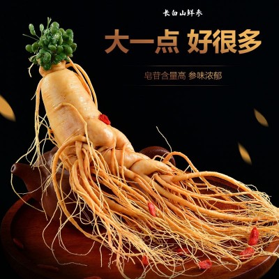 【保鲜人参】土特产批发泡酒小参 长白山鲜人参袋装多种药材厂家 2支起批图2