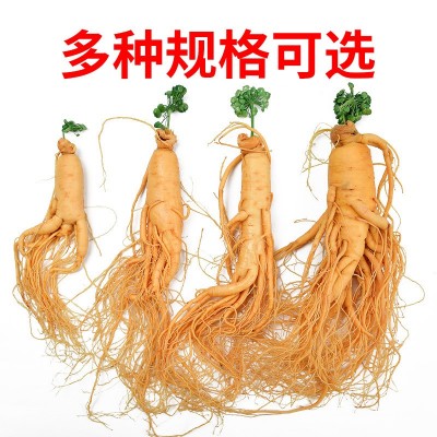 【保鲜人参】长白山人参批发 厂家直销 东北特产 新鲜人参 泡酒参 2支起批图3