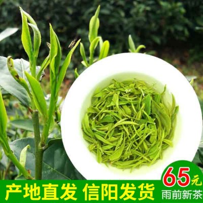批发茶叶信阳毛尖绿茶2023新茶散装正宗雨前春茶散装手工茶叶500g2件起批图6