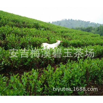 半斤装250克 正宗雨前一级安吉珍稀白茶春茶新茶 珍稀白茶批发 2件起售图4