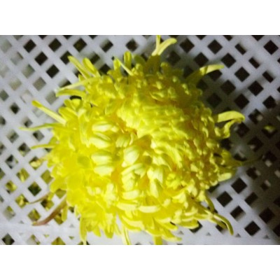 菊花怀黄菊花怀白菊花金丝皇菊花药用菊花 2套起售图3