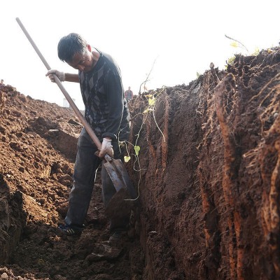 温县铁棍山药新鲜正宗河南焦作特产怀山药垆土非淮山药特批发产地 垆土山药36公分 5斤起售图5