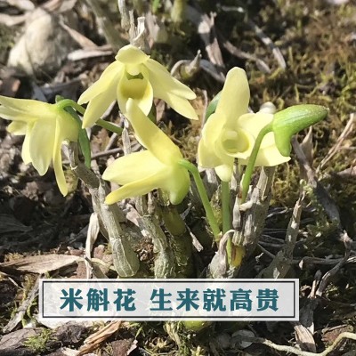 遇斛记 霍山米斛花 米斛干石斛花茶应变季新花非铁皮石斛花  5克起售图4