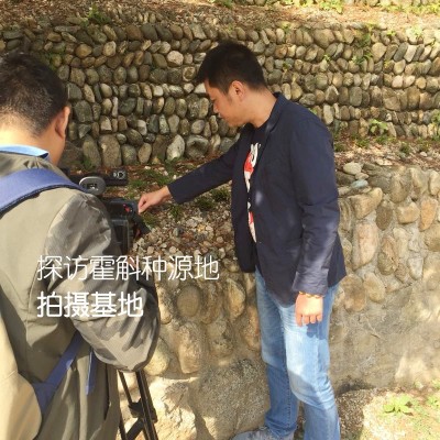 遇斛记 霍山米斛干条米斛直条寸金条批发非铁皮石斛条基地直批  10克起售图3