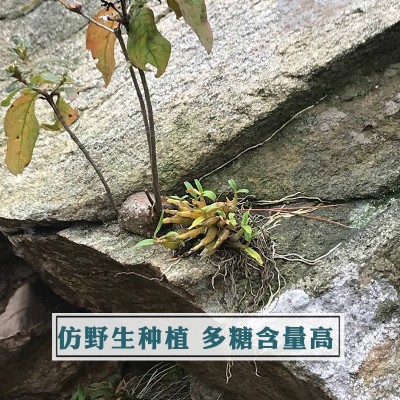 遇斛记 霍山米斛干条米斛直条寸金条批发非铁皮石斛条基地直批  10克起售图2