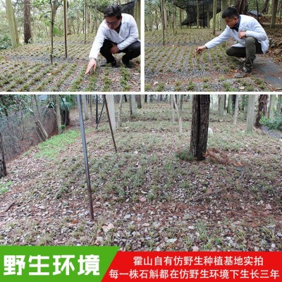 斛药师霍山基地一件代发霍山铁皮石斛花干花养生花茶10克瓶装  2罐起售图4