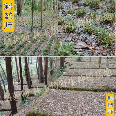 斛药师铁皮石斛粉霍山仿野生基地批发铁皮枫斗粉50克罐装一件代发  2罐起售图4