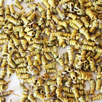 斛药师霍山石斛五年仿野生龙头凤尾正宗霍山米斛枫斗基地直供批发  10克起售图3